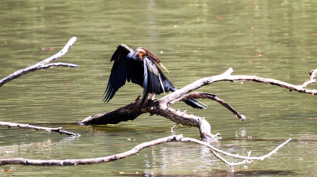 Great Cormorant - Claw and Cane Prints