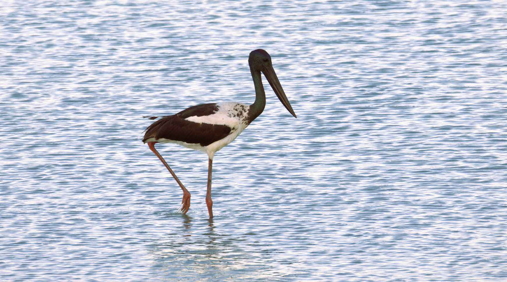 Jabiru at Sunrise - Claw and Cane Prints