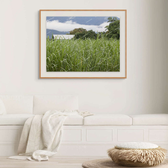 Sugarcane print in a white living room