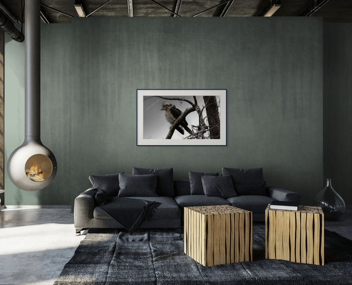 Kookaburra Post-Cyclone in tree