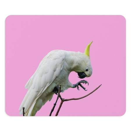 Gift Collection - Australian Wildlife Gifts | Claw and Cane Prints