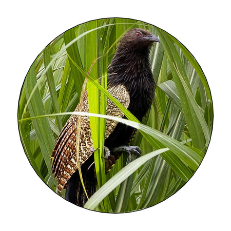 Gift Collection - Australian Wildlife Gifts | Claw and Cane Prints