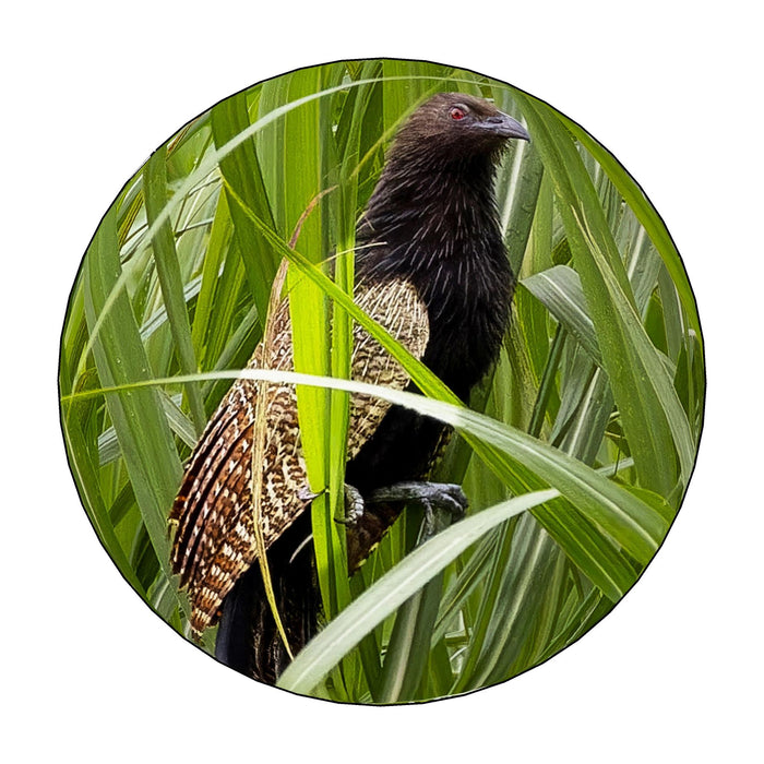 Premium Footstool  Pheasant (Round ONLY)