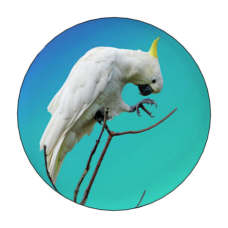 Gift Collection - Australian Wildlife Gifts | Claw and Cane Prints