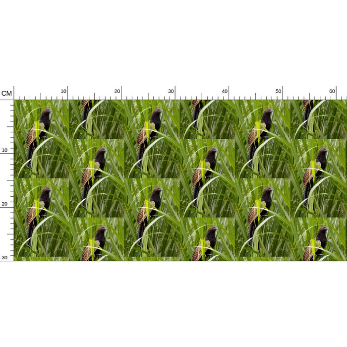 Premium Wallpaper Pheasant