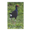 Purple Swamp Hen Cotton Tea Towel