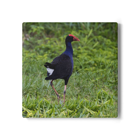 Gift Collection - Australian Wildlife Gifts | Claw and Cane Prints