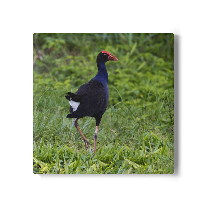 Ceramic Coaster — Purple Swamphen
