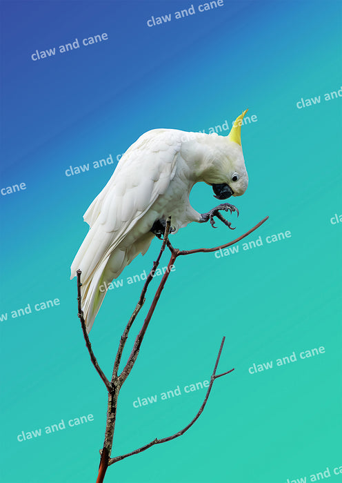 Cockatoo Antics — Sulphur Crested Cockatoo Art Print | Blue & Green Background
