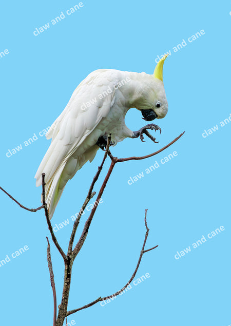 Cockatoo Art Prints | Far North Queensland - Claw and Cane Prints
