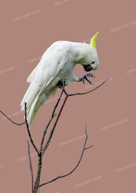 Cockatoo Art Prints | Far North Queensland - Claw and Cane Prints