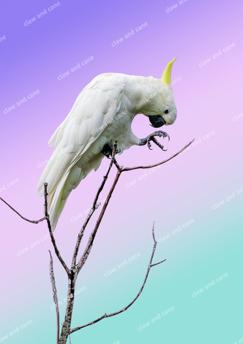 Cockatoo Antics — Sulphur Crested Cockatoo Art Print | Multi Colour Background