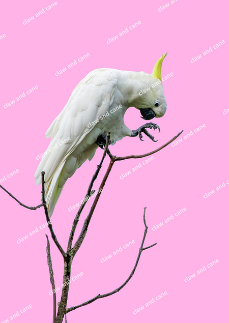Cockatoo Art Prints | Far North Queensland - Claw and Cane Prints