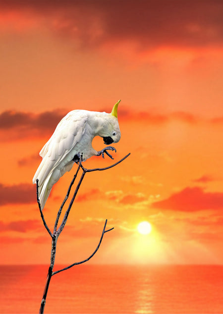 Cockatoo Art Prints | Far North Queensland - Claw and Cane Prints