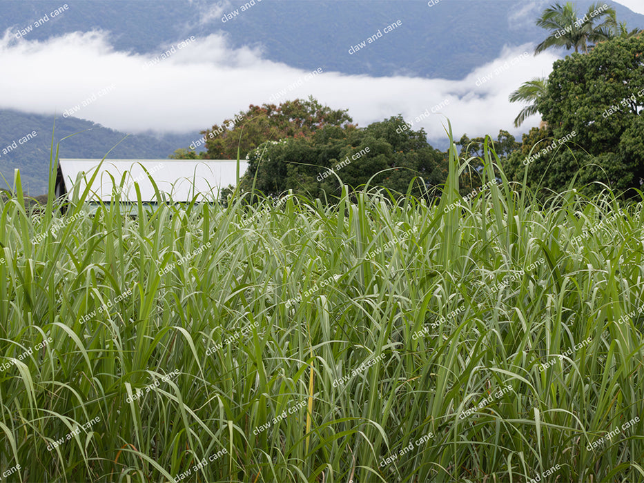 Sugarcane Field & Farmhouse — Far North Queensland Landscape Art Print