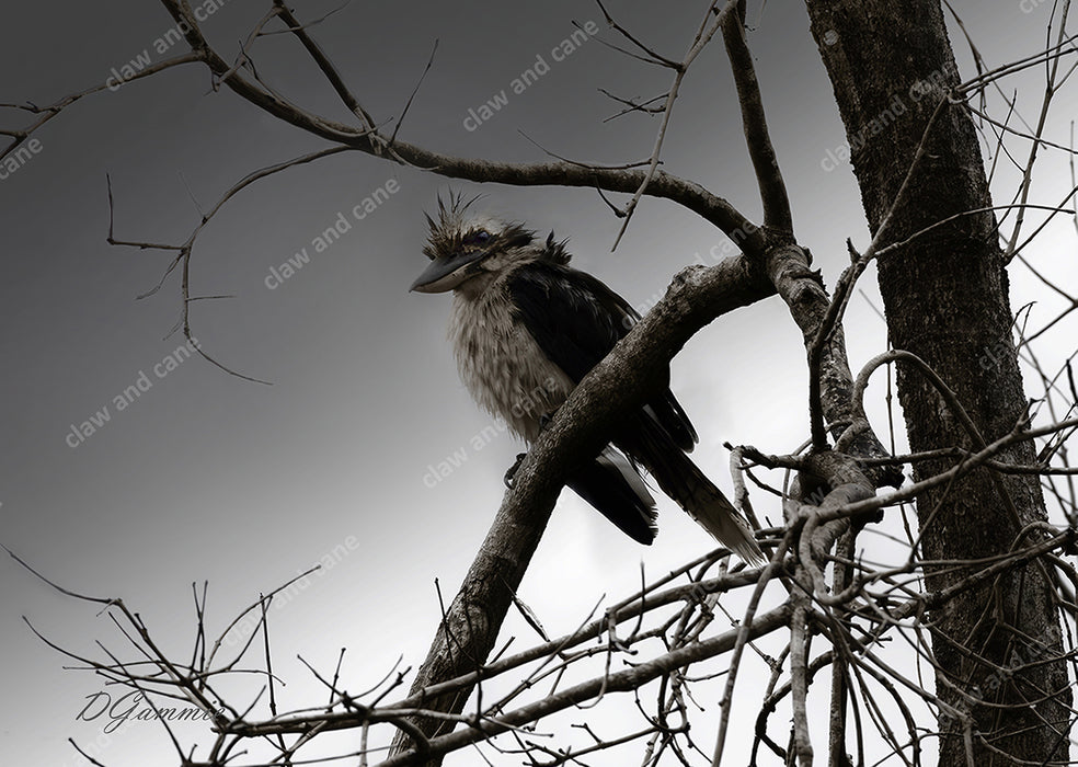 Kookaburra Bad Hair Day — Australian Wildlife Art Print | Post-Cyclone Far North Queensland