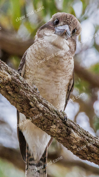 Kookaburra in tree