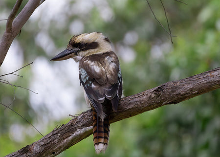 Kookaburra Art Prints | Australian Wildlife - Claw and Cane Prints