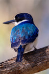 Pint-Sized Hunter | Little Kingfisher Art Print | Claw & Cane Prints