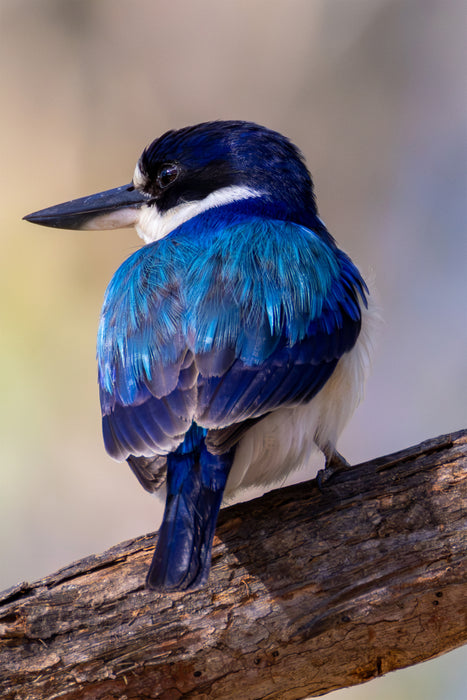Pint-Sized Hunter — Little Kingfisher Art Print