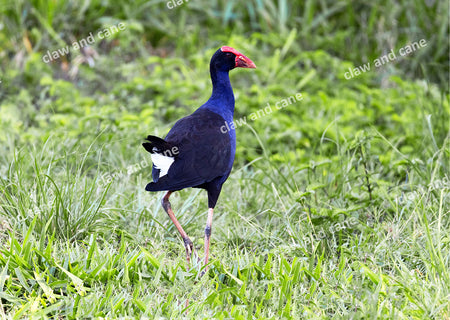 Swamp Hen Frolics