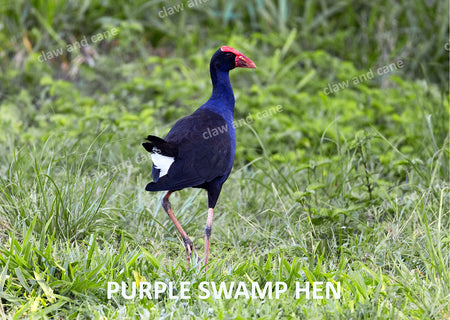 Swamp Hen Frolics