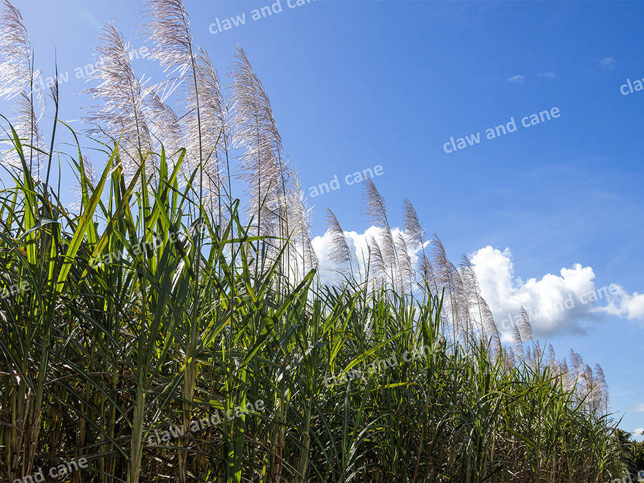 Sugarcane Blooms — Far North Queensland Landscape Art Print