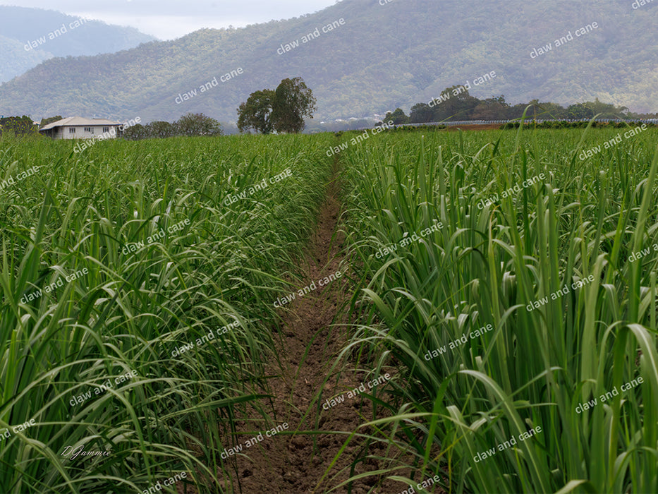 Sugarcane Juvenile — Far North Queensland Rural Landscape Art Print