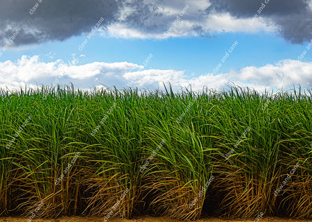 Tall green grasses swaying in a field with a blue sky and stormy clouds.