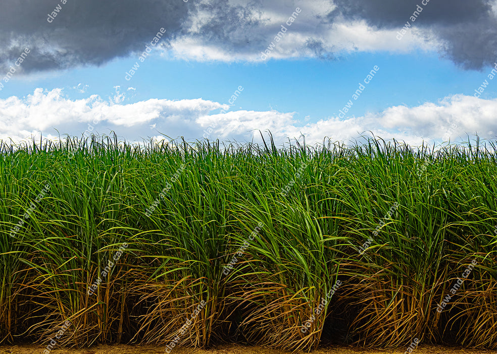 Tall green grasses swaying in a field with a blue sky and stormy clouds.