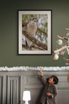 Kookaburra Curious Art Print — Award-Winning Australian Wildlife Photography