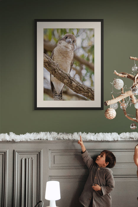 Kookaburra Curious — Award-Winning Australian Wildlife Art Print | Far North Queensland